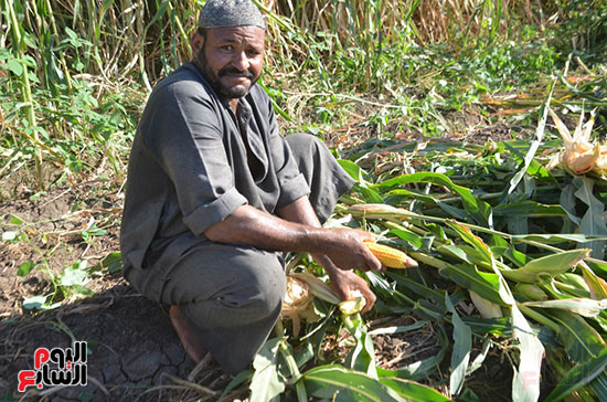 موسم حصاد الذرة الشامية فى مزارع إسنا