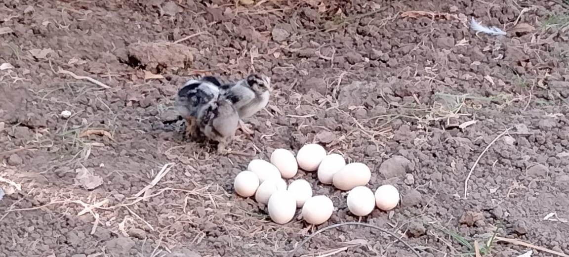بيض الطيور