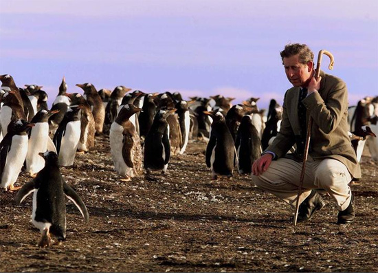الأمير تشارلز ينحني وهو يلقي نظرة فاحصة على مستعمرة طيور البطريق