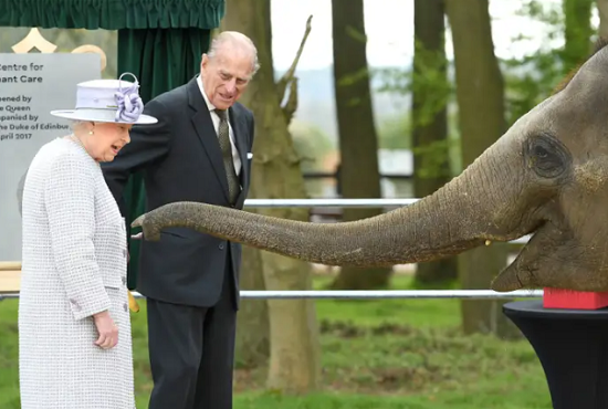 الملكة مع زوجها تداعب فيل بالحديقة