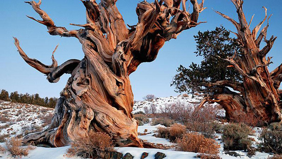 بريستليكون شجرة الصنوبر فى كاليفورنيا