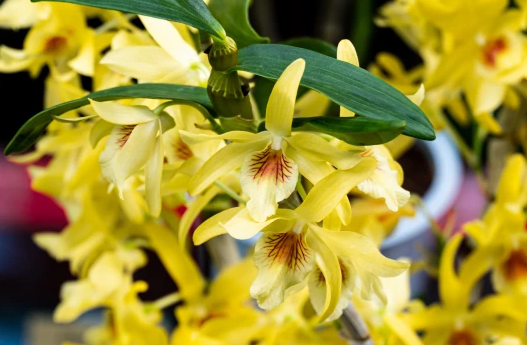 Dendrobium