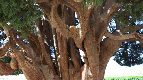 شجرة سارف أباركوه فى إيران