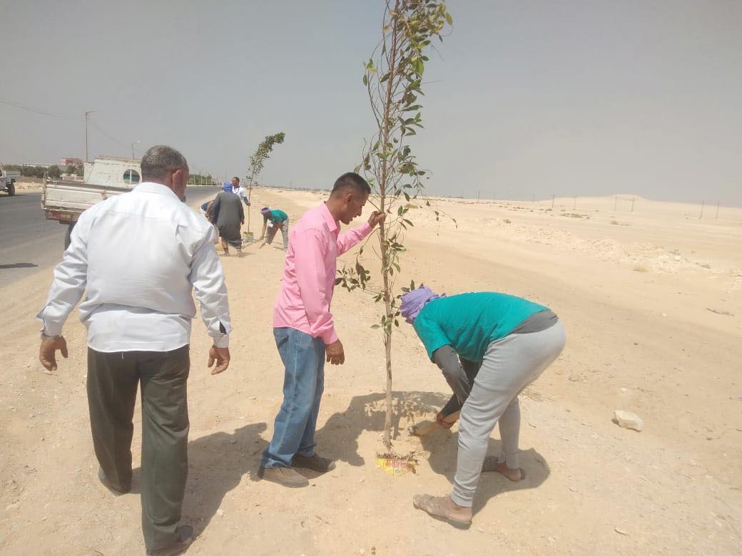 محافظ المنيا  توزيع أكثر من 3 آلاف شجرة على الوحدات القروية والأحياء بمركز بني مزار (1)