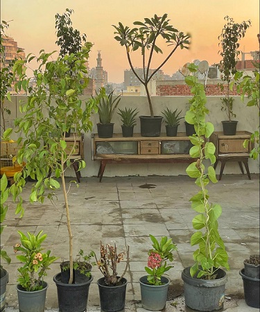 rooftop cultivation