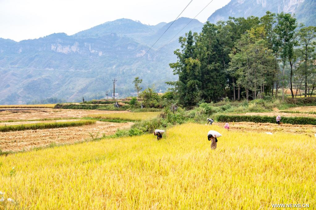 عمال حصاد الأرز (2)