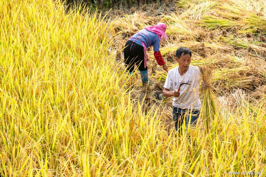 عمال حصاد الأرز