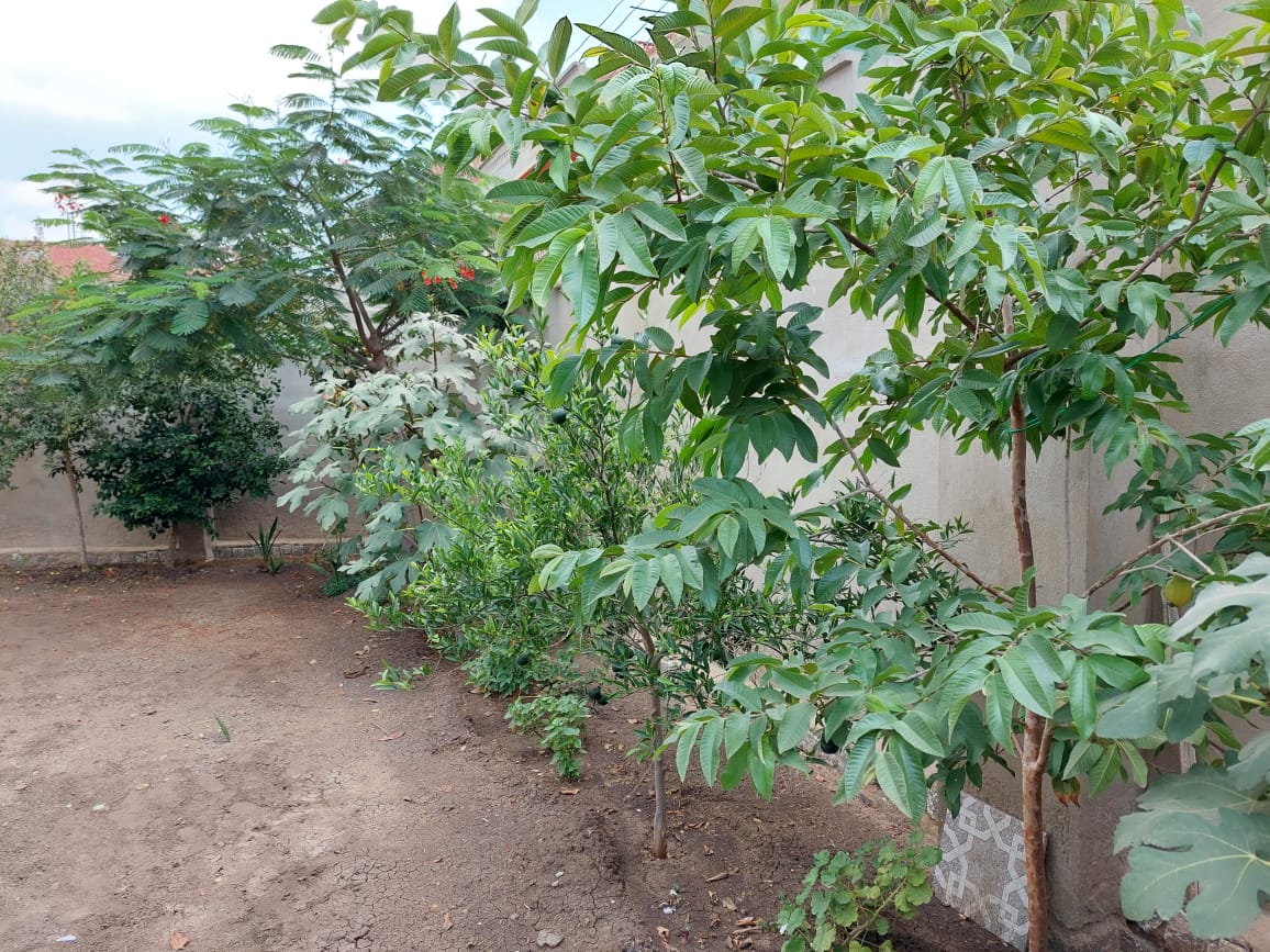 أشجار جوافة ورمان وتين داخل ساحة المقام