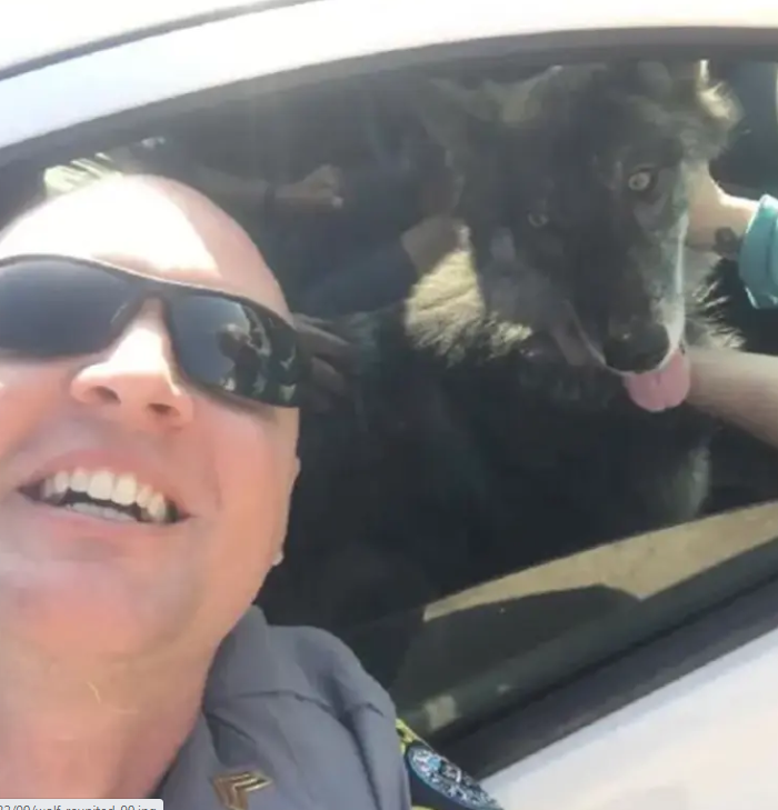 <div>الناس افتكرته ذئب.. الشرطة الأمريكية تعيد كلبًا لمالكه بعد رحلة بحث طويلة 