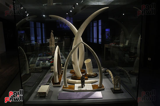 مقتنيات من العاج فى متحف عبد الناصر