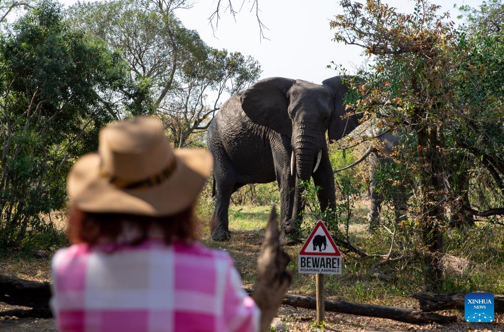 الأفيال تمشي بالقرب من السائح في حديقة كروجر الوطنية