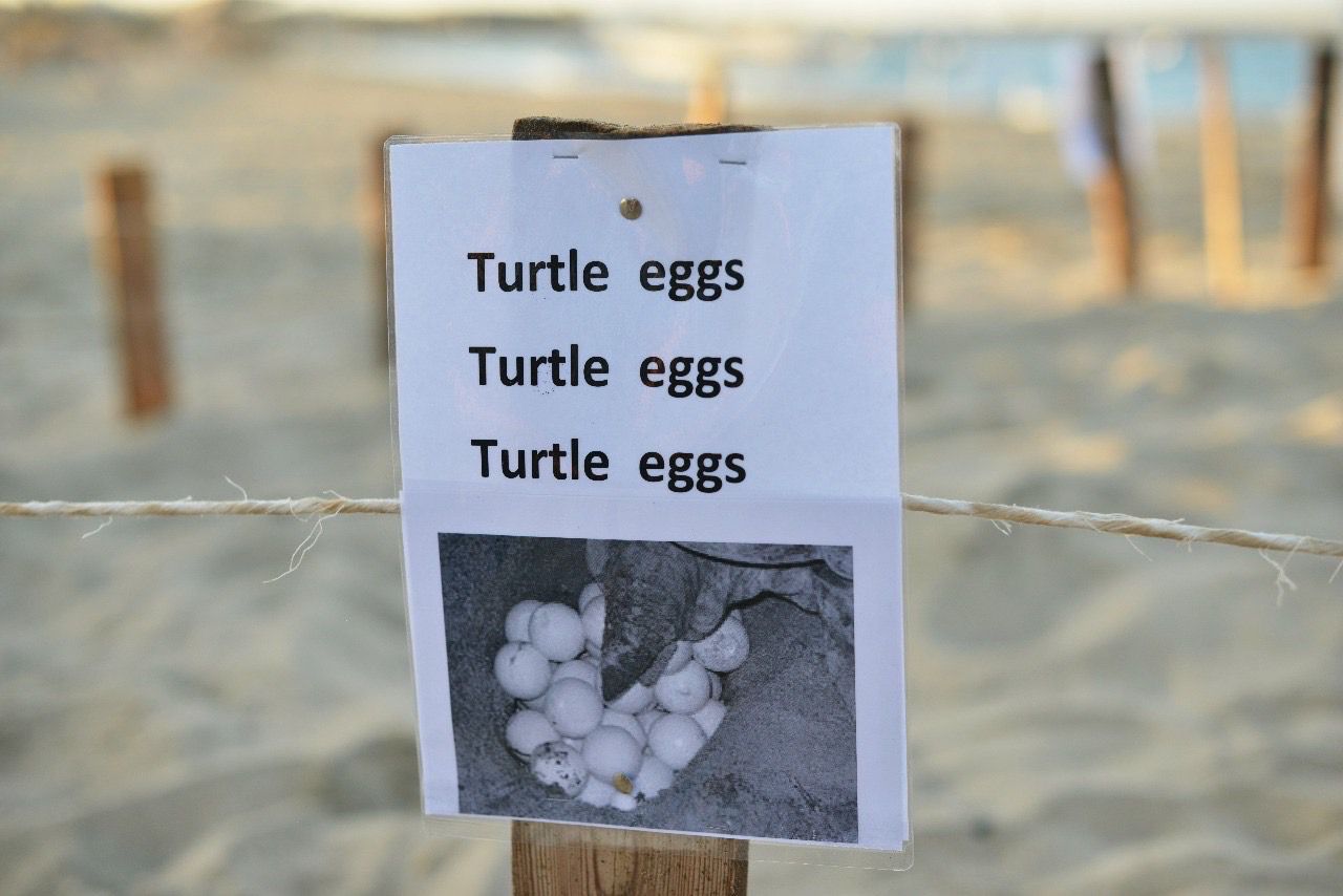 تحديد أماكن بيض السلاحف على الشواطئ 