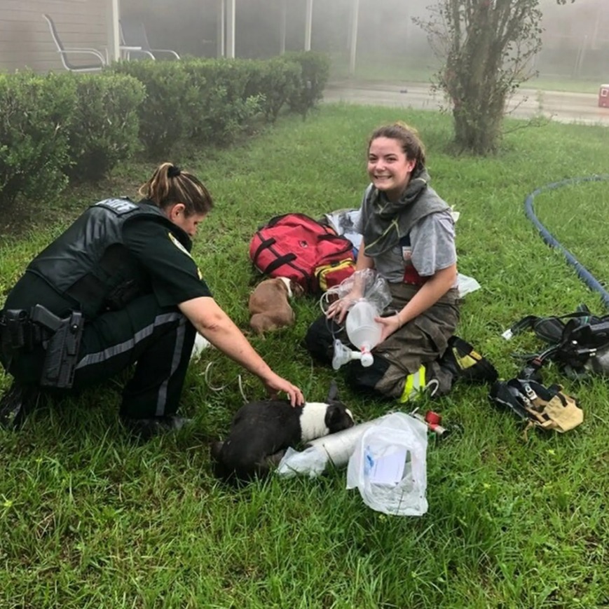 أفراد الطوارئ ينقذون الكلاب