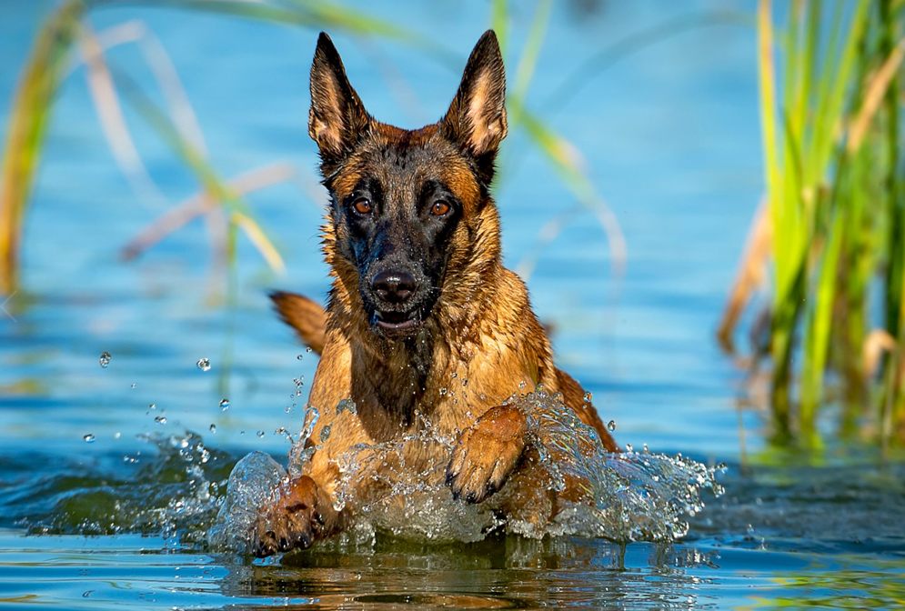 سباحة الكلاب