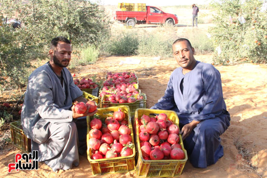 إنتاج المزرعة من الرمان