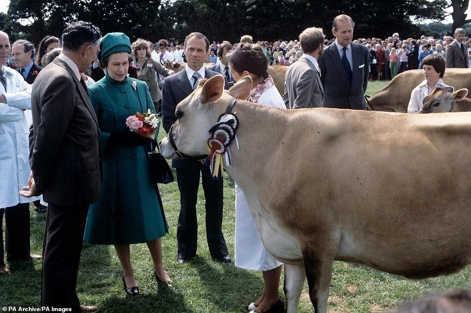 الملكة مع بقرة من جيرسي تم تقديمها معها في المعرض الريفي في لو بيتي كاتيليت ، سانت جون ، جيرسي ، في 27 يونيو ، 1978. تم تقديم مجموعة غريبة من الحيوانات ال