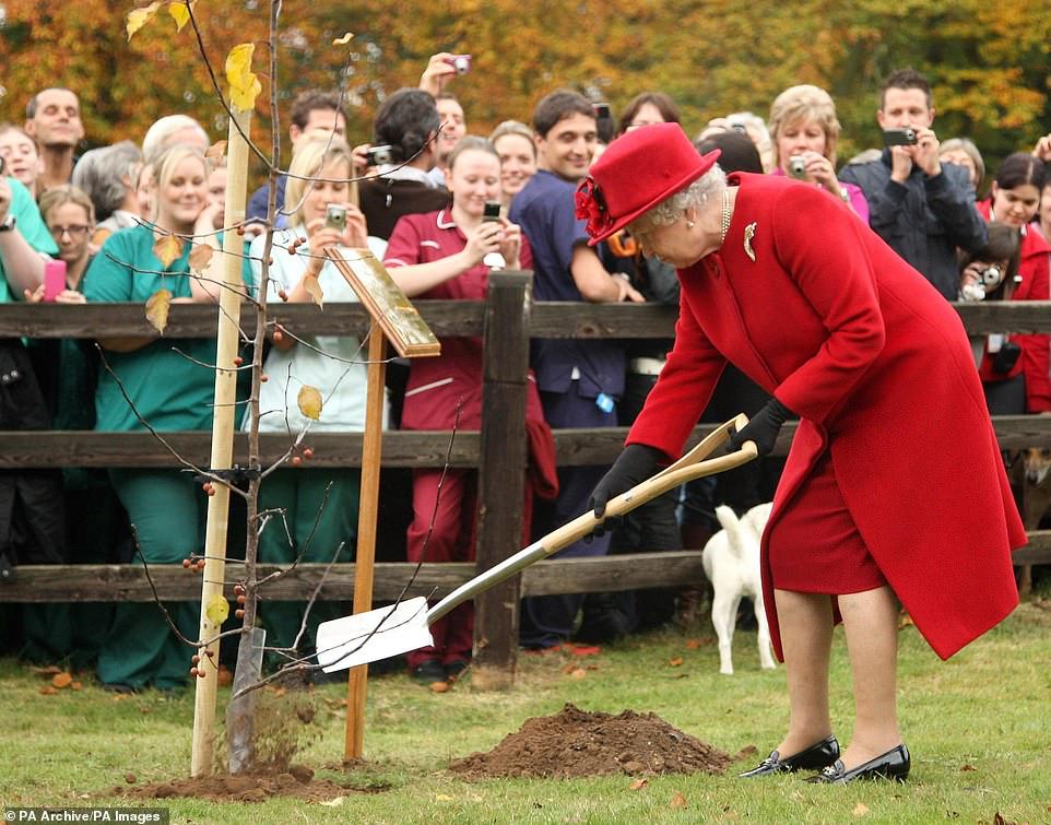 الملكة إليزابيث الثانية تزرع شجرة في صندوق نيوماركت لصحة الحيوان في 29 أكتوبر 2009 ، خلال زيارة ملكية احتفلت بعيدها الخمسين كراع للمؤسسة الخيرية