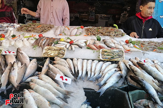 أسعار-الأسماك-ببورسعيد