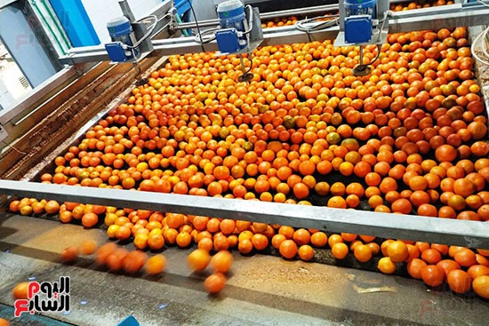 موسم حصاد برتقال القليوبية