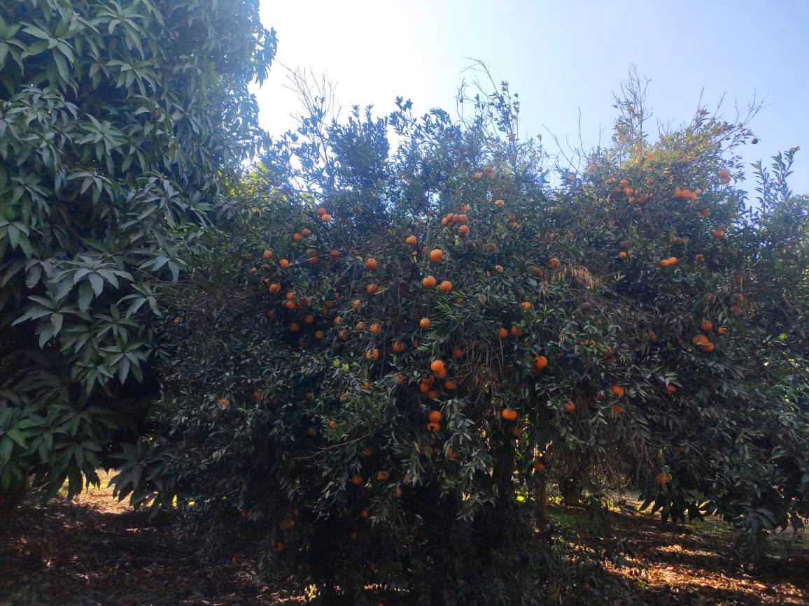 البرتقال البلدى منور الأشجار بالمزرعة