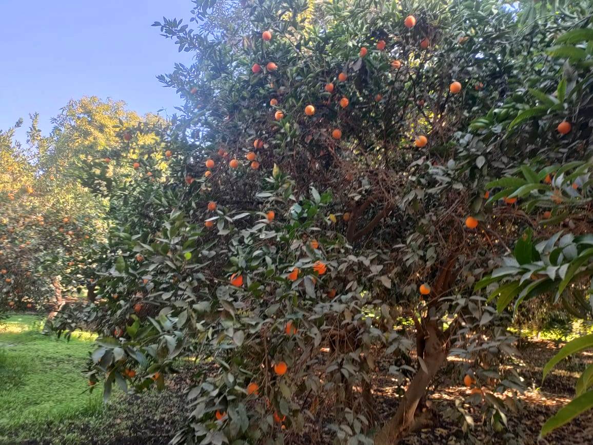 جانب من البرتقال على الأشجار داخل المزرعة