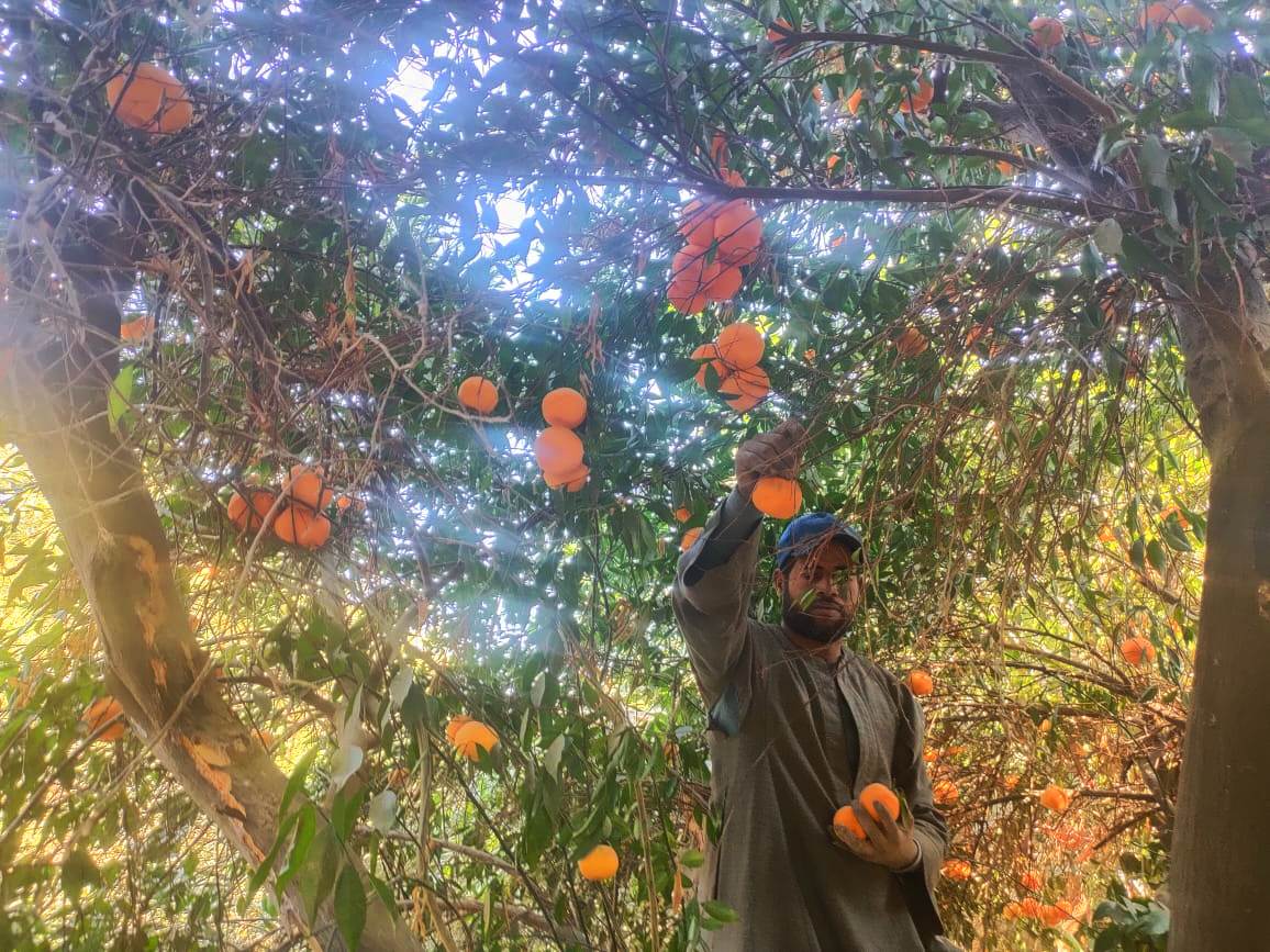 العمل فى حصاد البرتقال من الأشجار