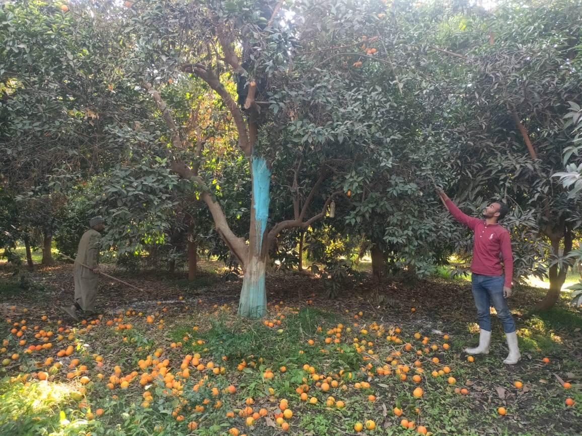 العمال خلال حصاد البرتقال من الأشجار
