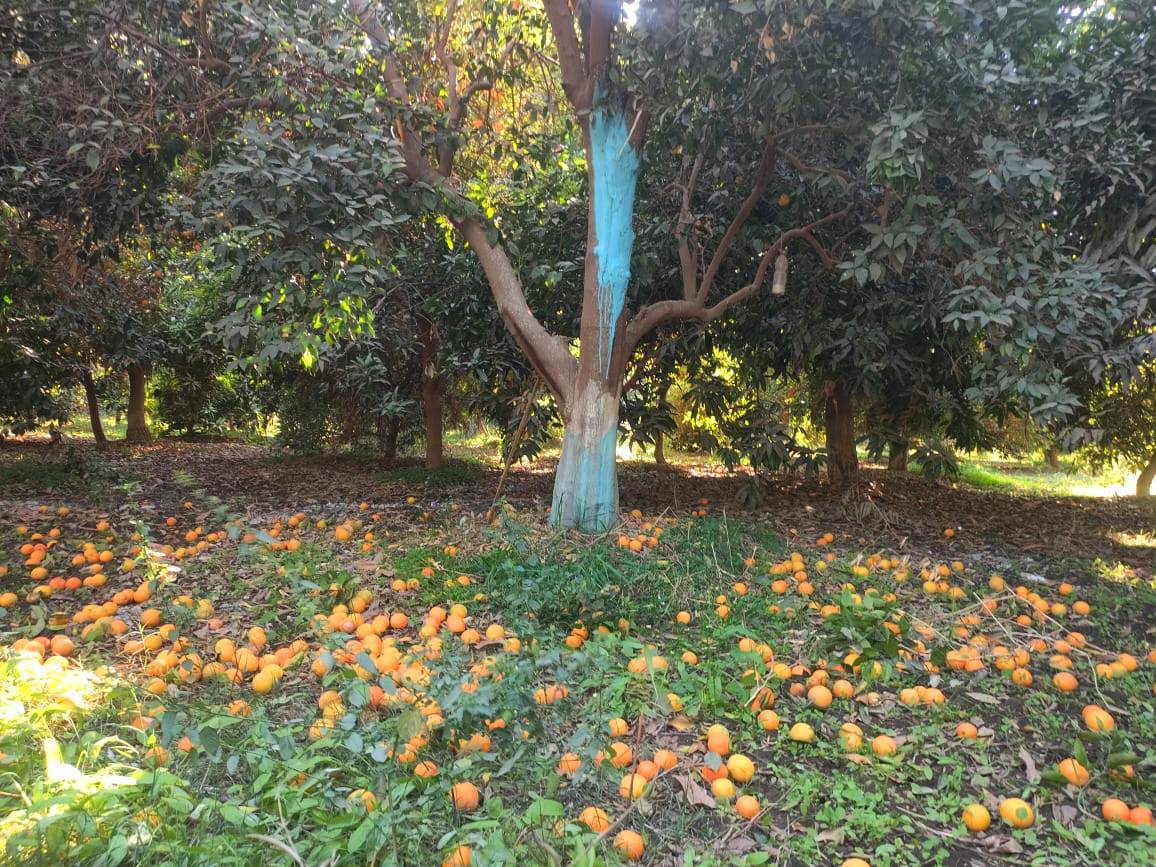 البرتقال على الأرض بالمزرعة خلال حصاده