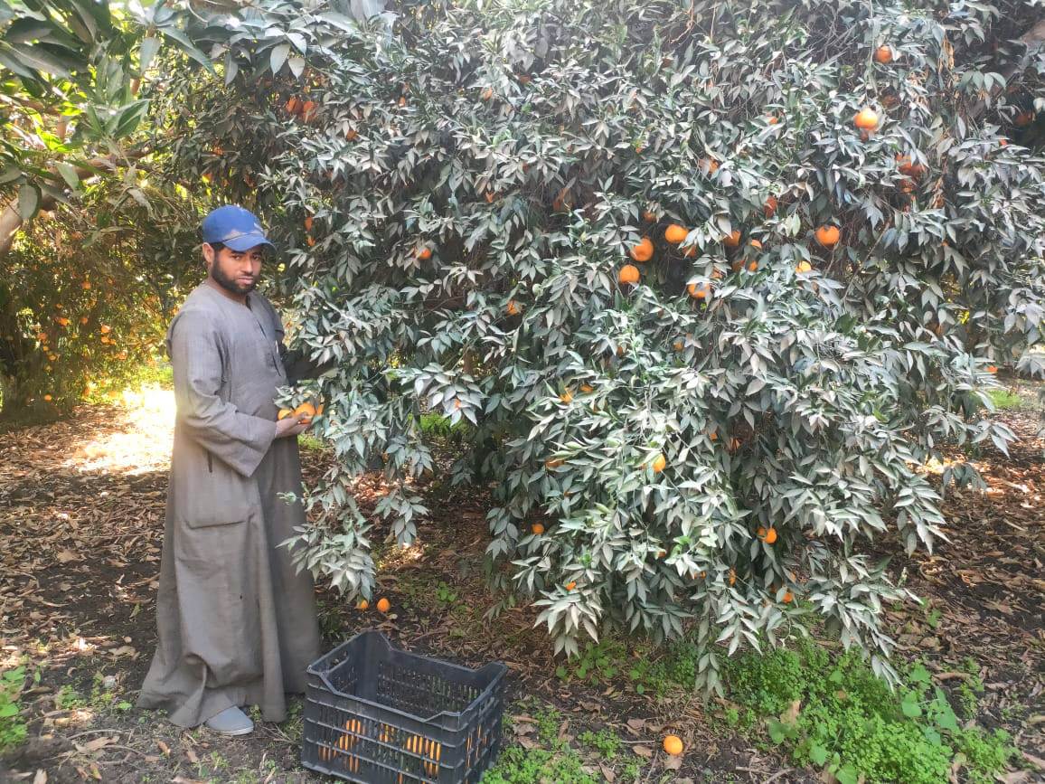 العمل اليومى بموسم حصاد البرتقال