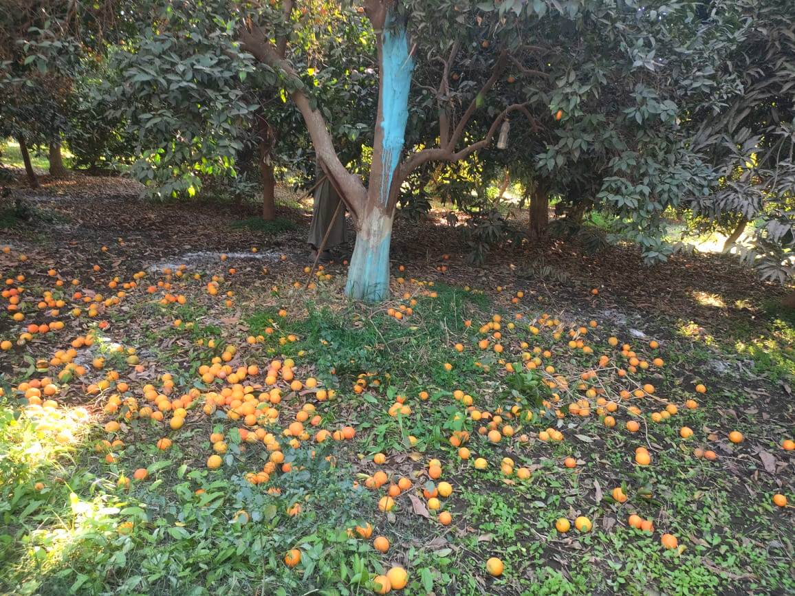كميات البرتقال على الأرض خلال الموسم