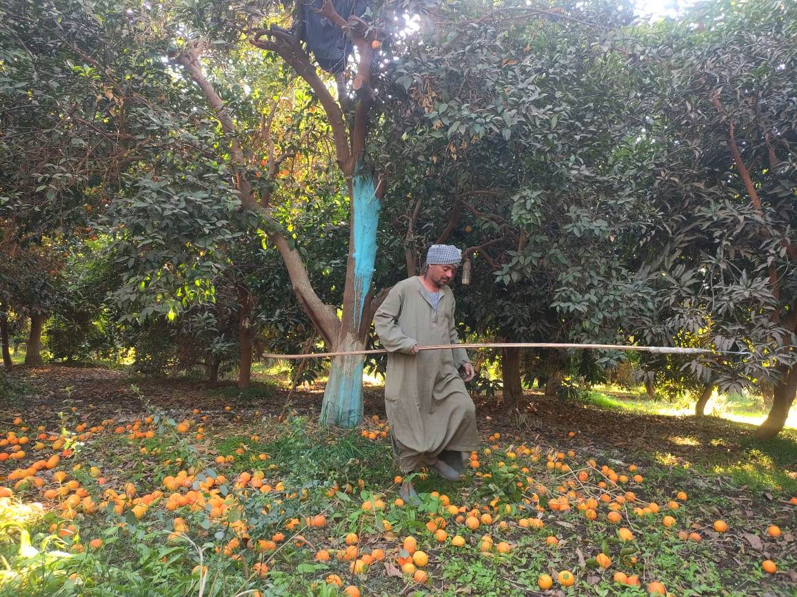 جانب من حصاد البرتقال بالمزرعة