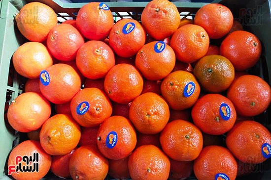 برتقال القليوبية يتلألأ في الأسواق العالمية