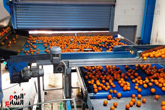 برتقال القليوبية يتلألأ في الأسواق حول العالم