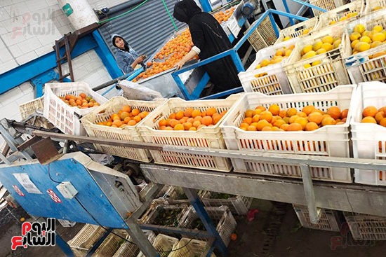 فرز وتجهيز برتقال القليوبية للتصدير