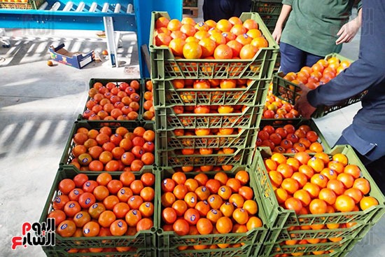 برتقال القليوبية بعد حصاده من المزارع