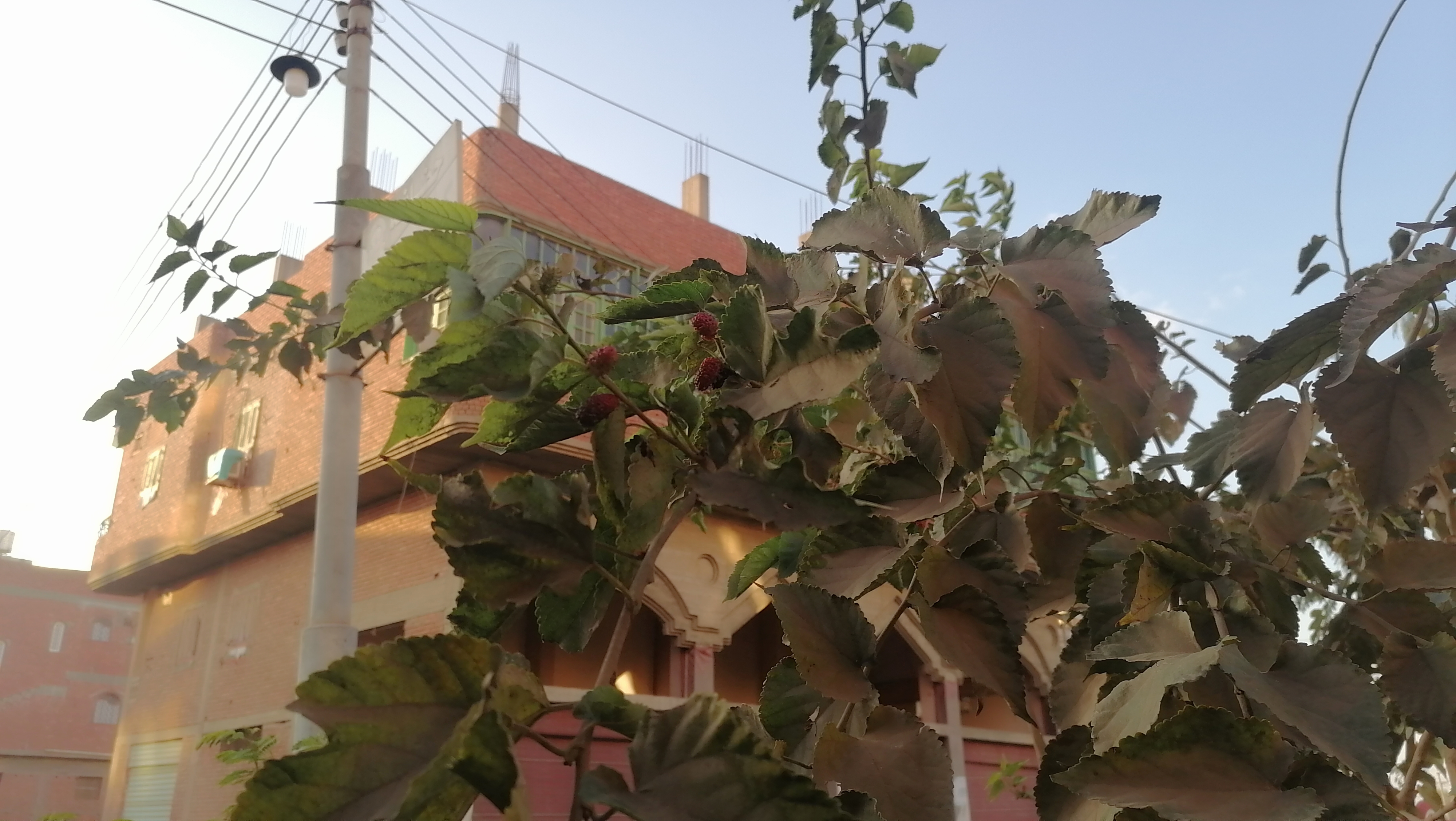 شجرة فاكهة التوت الموجودة داخل الحديقة