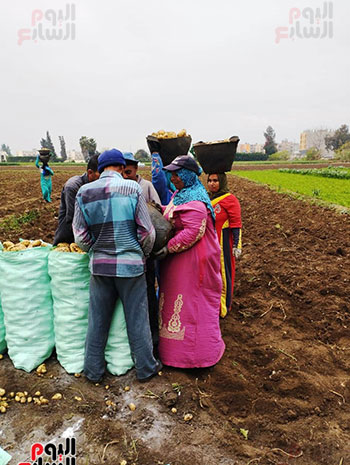 المزارعون-يجمعون-البطاطس