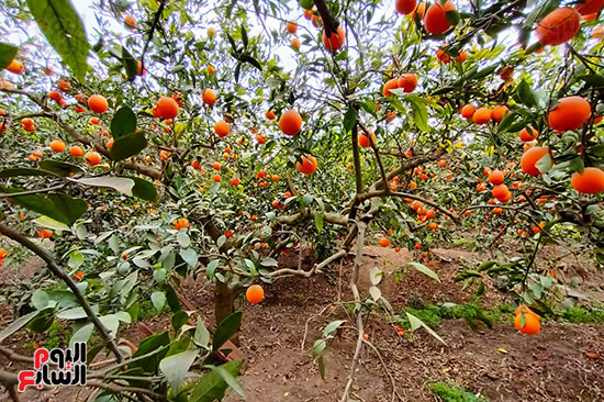 البرتقال-يزين-الاشجار_1