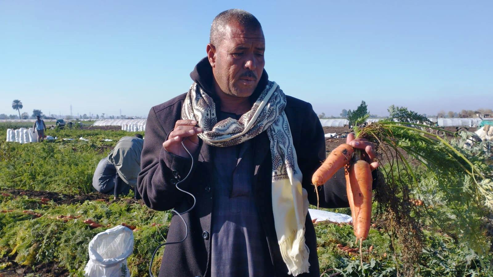 مزارعو المنيا يواصلون موسم حصاد الجزر (5)