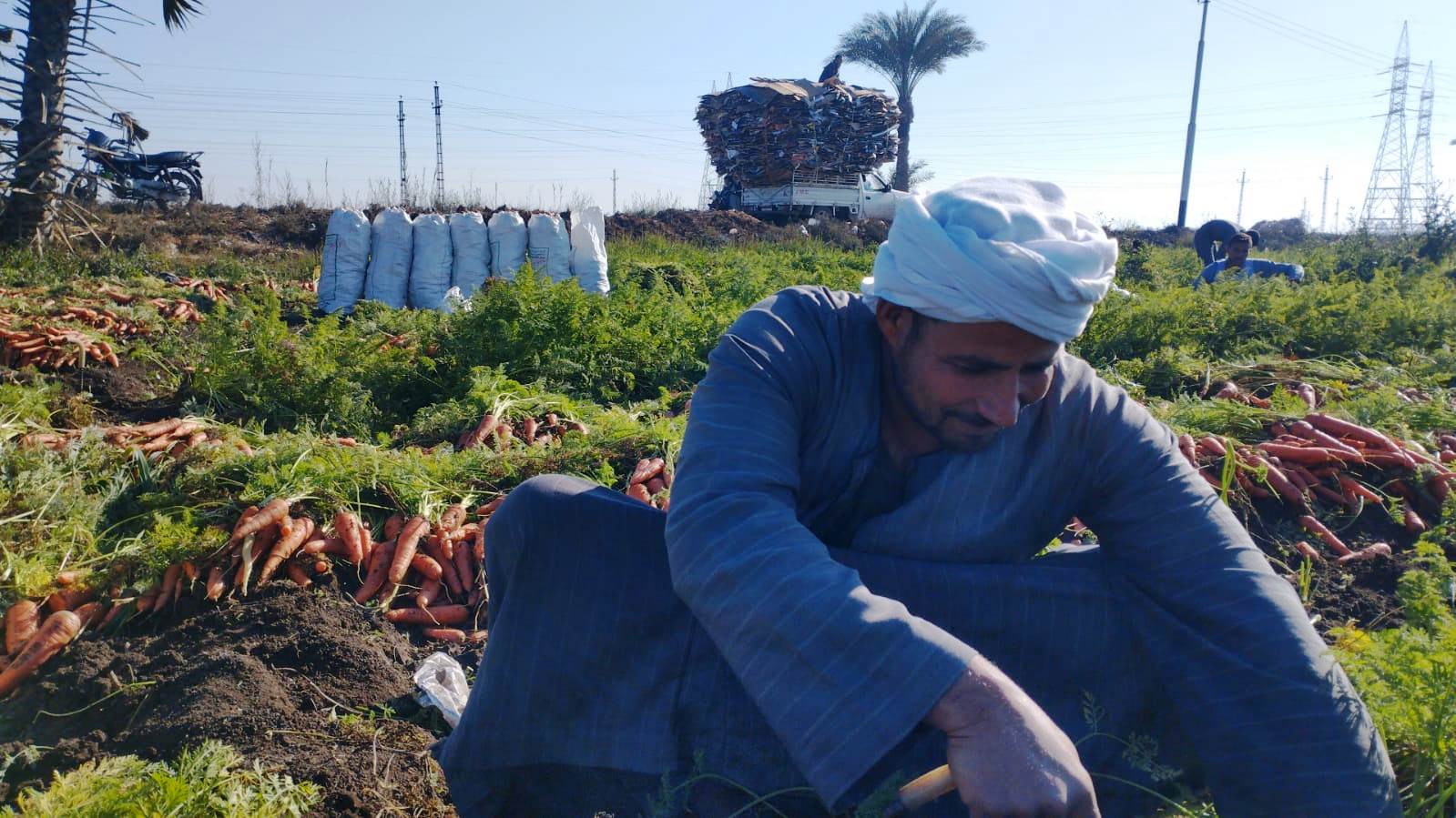 مزارعو المنيا يواصلون موسم حصاد الجزر (13)