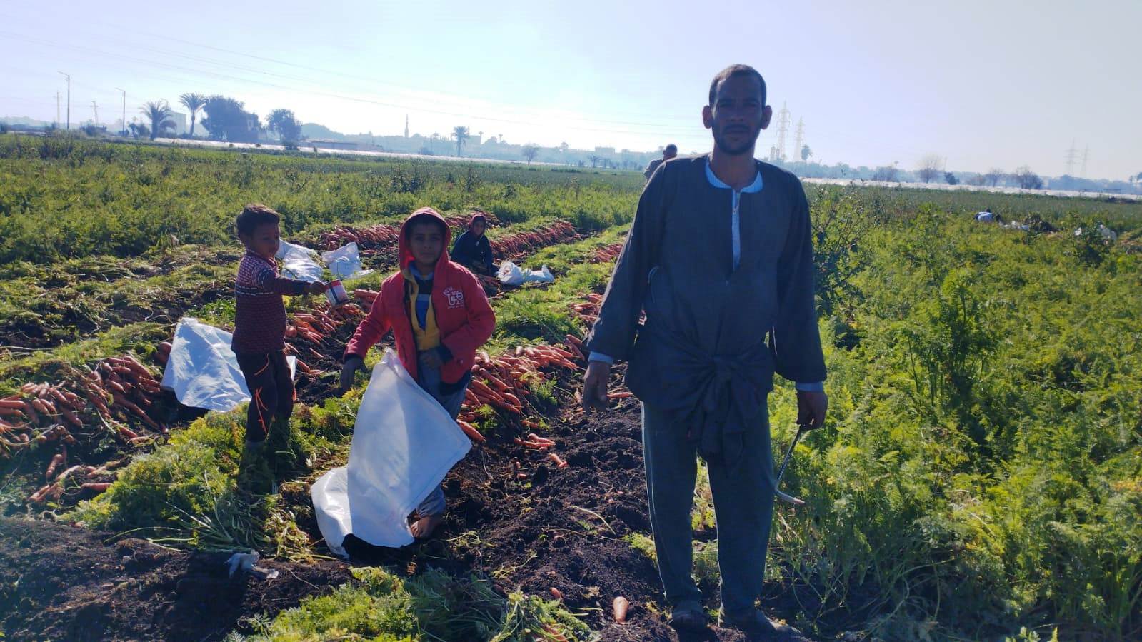 مزارعو المنيا يواصلون موسم حصاد الجزر (3)
