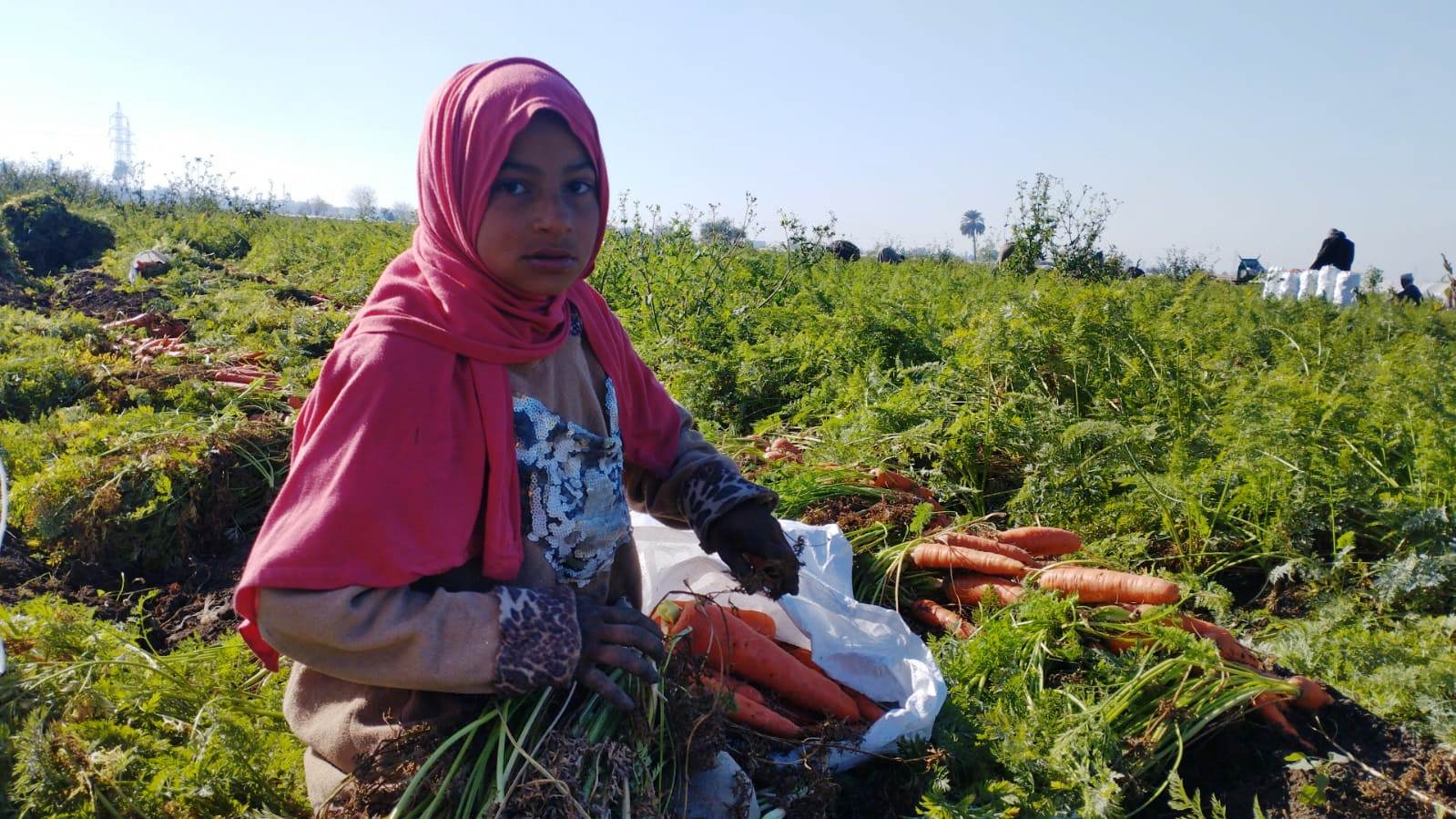 مزارعو المنيا يواصلون موسم حصاد الجزر (6)