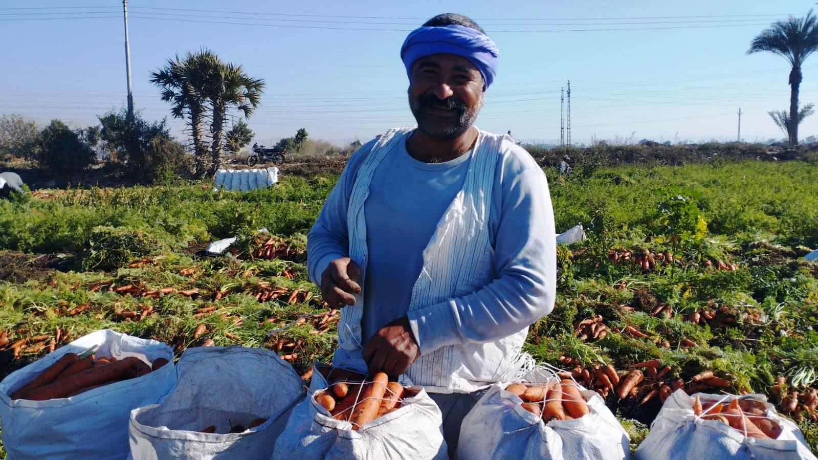 مزارعو المنيا يواصلون موسم حصاد الجزر (12)