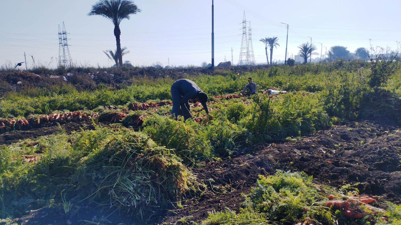 مزارعو المنيا يواصلون موسم حصاد الجزر (8)