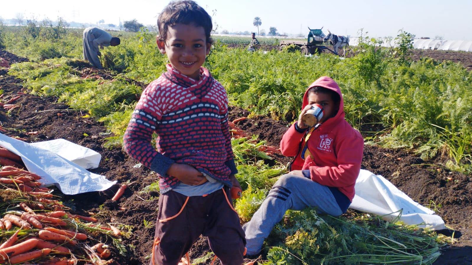 مزارعو المنيا يواصلون موسم حصاد الجزر (7)