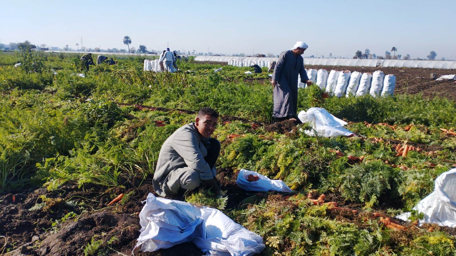 مزارعو المنيا يواصلون موسم حصاد الجزر (2)