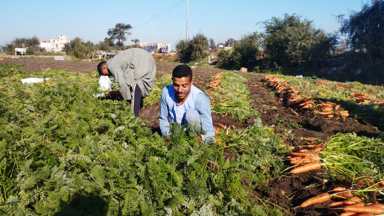 مزارعو المنيا يواصلون موسم حصاد الجزر (11)