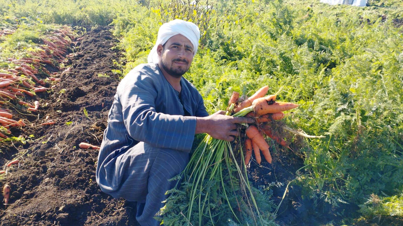 مزارعو المنيا يواصلون موسم حصاد الجزر (9)
