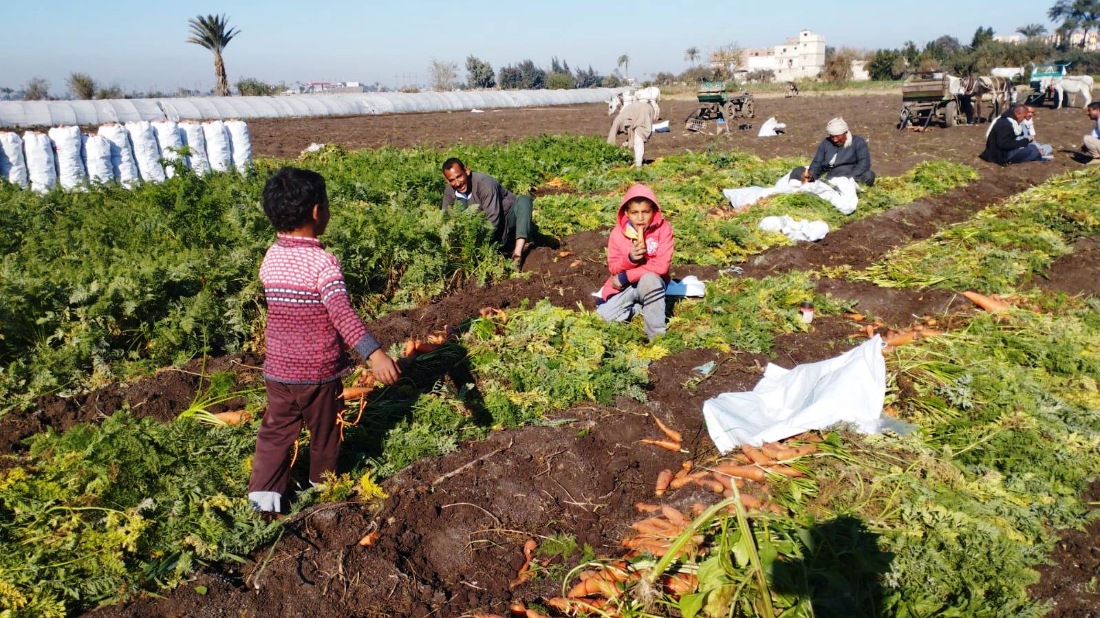 مزارعو المنيا يواصلون موسم حصاد الجزر (10)