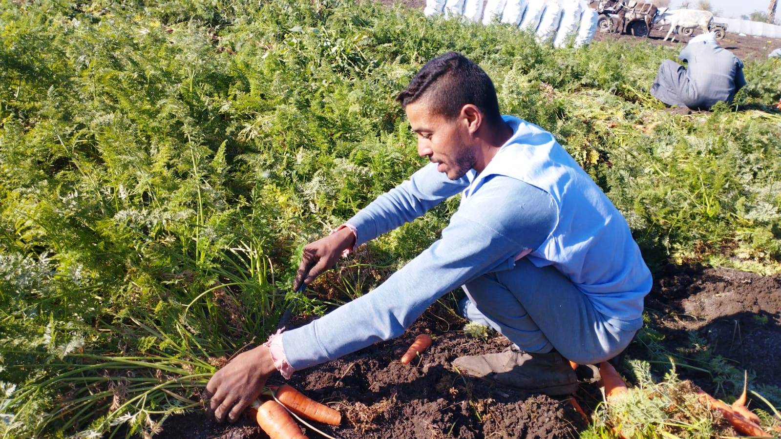 مزارعو المنيا يواصلون موسم حصاد الجزر (4)
